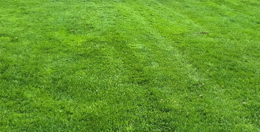 Lawn_After