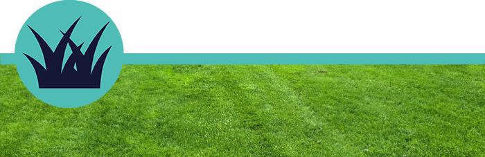 Dreamlawn-Services-Lawn