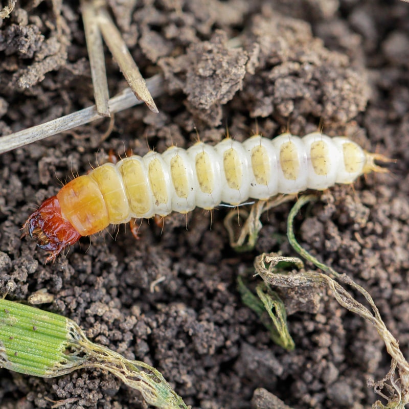 larva-of-zabrus-tenebrioides-goeze-is-a-species-of-2023-11-27-05-01-52-utc (1) (1)-min