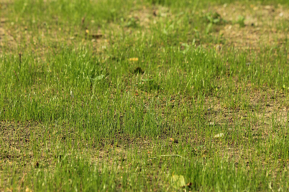 green-grass-in-the-park-on-a-sunny-day-