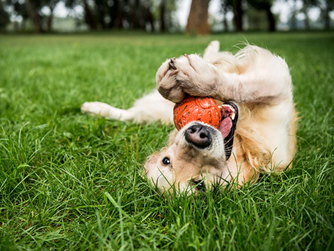 selective focus of golden retriever dog playing with rubber ball