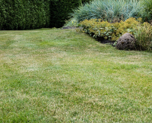 selective-focus-of-fresh-green-grass-near-small-bu-2024-11-17-12-41-25-utc.jpg_(4)