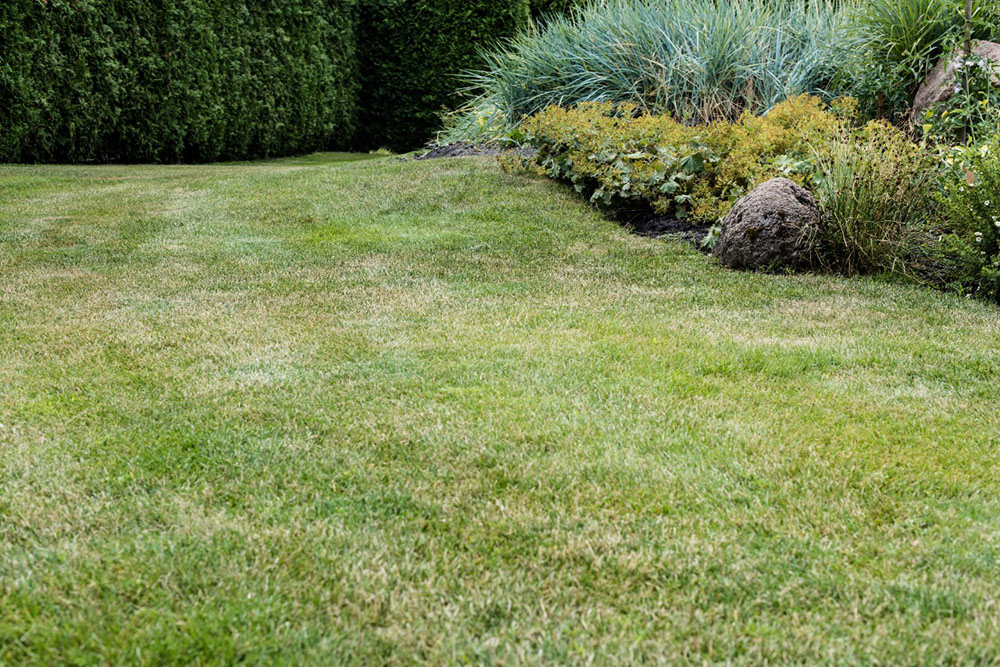 selective-focus-of-fresh-green-grass-near-small-bu-2024-11-17-12-41-25-utc.jpg_(4)